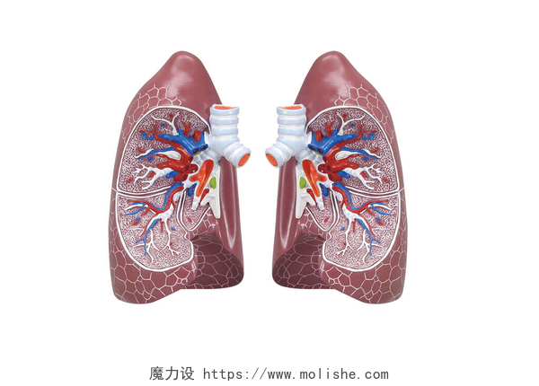 白色背景上的人类呼吸系统模型人类呼吸系统模型显示隆斯。解剖学教育中的人体物理模型。白色背景下孤立的3D渲染医学肺内部结构. 